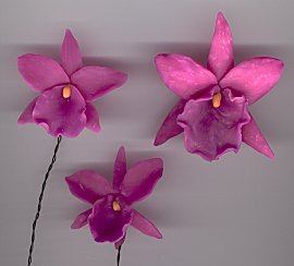 white orchid